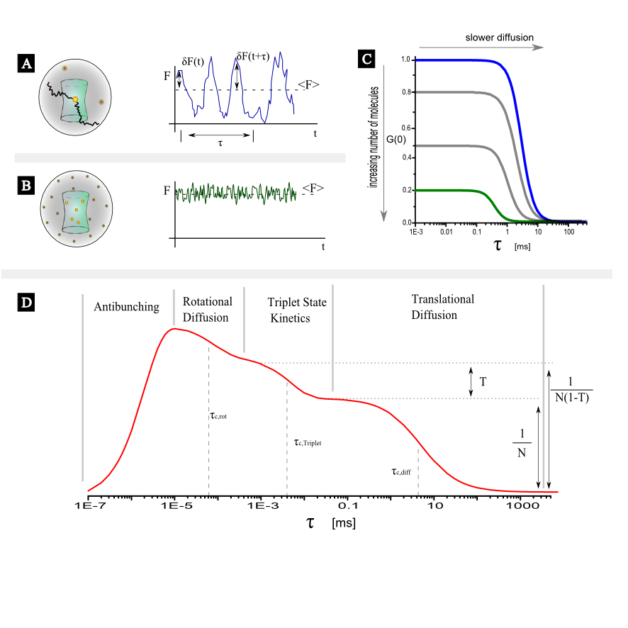 Basic concepts of FCS. (A)Slowly diffusing fluorescent species at low concentrations give rise to large signal fluctuations around the mean fluorescence intensity value, (B) Fast diffusing molecules at high concentration produce small signal fluctuations, (C) The autocorrelation curves from (A) and (B). In case (B) the correlation curve will have a shorter diffusional correlation time and smaller G(0) in comparision to case (A). In general, slower diffusion "shifts" the curve to longer time scales and higer concentration results in reduced G(0). (D) An exemplary correlation curve of an emitter illustrating the various processess that could occur in different time scales and thus be manifested in different parts of the correlation curve.