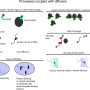 processes_coupled_diffusion.png