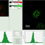 calculate_ratiometric_fret-images_with_the_fret-image-script_image_13.png