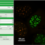 calculate_ratiometric_fret-images_with_the_fret-image-script_image_7.png