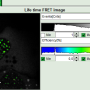 flim-fret-calculation_for_multi-exponential_donors_image_43.png
