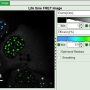 flim-fret-multiexpd_calcfret_enhancedcontrast.png