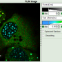 flim-fret-multiexpd_fastflim_enhancedcontrast.png